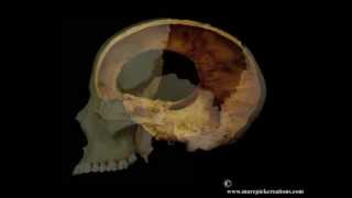 Transparent Meningeal Osseous Respiratory movement [upl. by Nnodnarb]