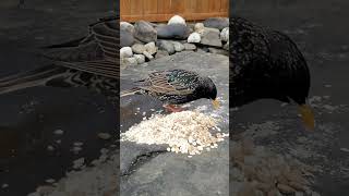 Wild European Starling Eats Oatmeal  Common Starling Sounds [upl. by Saisoj507]