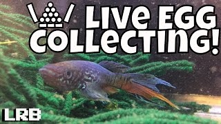 Live POV Collecting Breeding Blue Gularis Killifish Eggs Late at Night [upl. by Tamqrah]