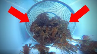 How to Catch Crawfish UNDERWATER GoPro View [upl. by Eirret]