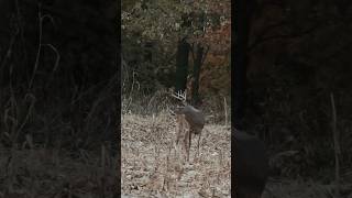 WHITETAILS on the MOVE foryou bowhunting hunting trending behindtheblind deerseason [upl. by Egreog571]