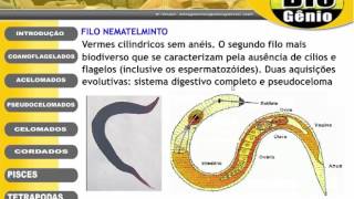 platelmintos e nematelmintos [upl. by Anaes]