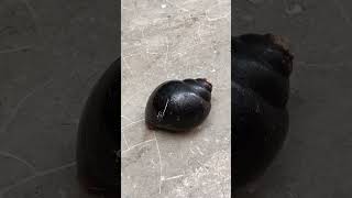 Aluminum Casting Melting into Snails Restoration Videos shorts [upl. by Eybbob]