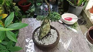 BONSAI COLLECTION  REPOTTING CHINESE TEA BONSAI [upl. by Nnov]