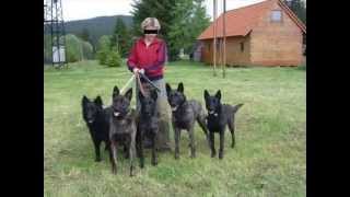 Hollandse Herder Holländischer Schäferhund [upl. by Ybab750]