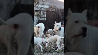 Dogo argentino family Lithuania puppy dogoargentinopuppies dogoargentinadogs [upl. by Inglebert]