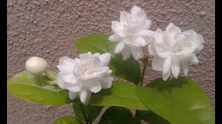 Growing Jasminum sambac  Mogra  Arabian Jasmine [upl. by Itsirk405]