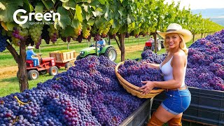 Grape Farming  Grape Harvesting amp Wine Making Process in Factory 🍇  Agriculture Technology [upl. by Anerrol]