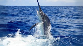 Fishermen Catching a Marlin Fish in the Sea [upl. by Cornwall385]