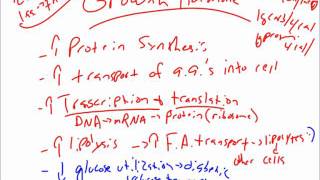 Pituitary Hormone Intro and Growth Hormone Functionswmv [upl. by Acisse231]