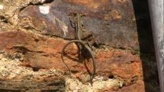 LEZARD des MuraillesAccouplement VerticalPodarcis muralis  BRUITX [upl. by Solley]