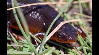 California Newts [upl. by Yruoc]