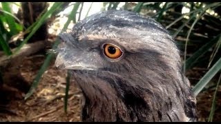 Tawny Frogmouth Owl  Bird feeding [upl. by Anairb]