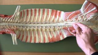 NERVOUS SYSTEM ANATOMY Gross anatomy of spinal cord [upl. by Bodi]