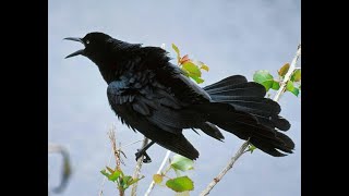 Great Tail Grackle Calls and Sounds [upl. by Seavir]