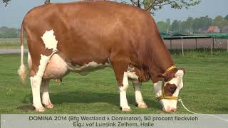 Ayrshire breed cow in Scotland [upl. by Grete]