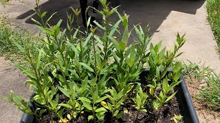 How To Grow Milkweeds From Seed  Secrets  Proven Method  Tips amp Tricks [upl. by Everick]