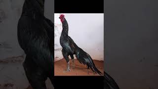 High Rated 🔥aseelmurga seval rooster viralvideo youtubeshorts trending aseel [upl. by Krystalle]