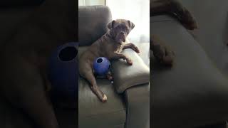 Bulldog Destroys Brand New Toy bulldoglife youtubeshorts shorts short [upl. by Monk370]