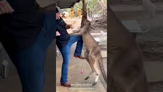 Feisty Kangaroo Attacks Tourists 😂 [upl. by Gnilrets576]