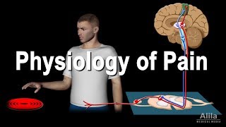 Physiology of Pain Animation [upl. by Stone311]