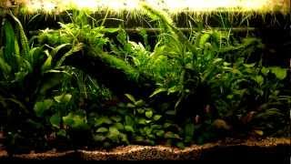 kosturs low tech aquarium [upl. by Ramonda]