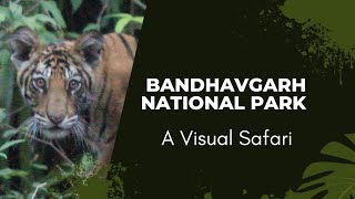 Bandhavgarh National Park A Visual Safari [upl. by Ylecara]