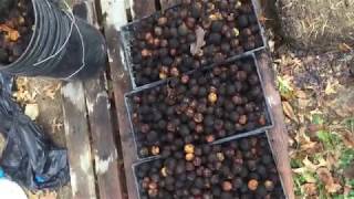 Planting Black Walnuts [upl. by Ociram]