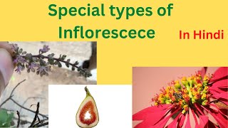 Special types of inflorescence llVerticillasterHypanthodiumCyathium l In Hindi class 11 biology [upl. by Annoj]