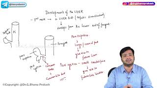 17 Development Of Liver  Embryology [upl. by Anissej]