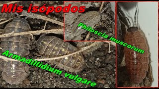 Actualización isópodos Armadillidium vulgare y Philoscia muscorum [upl. by Tammie916]