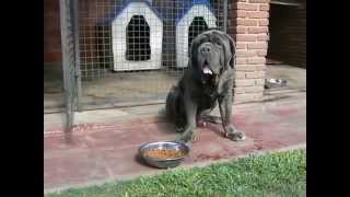 Neapolitan Mastiff Del Volyniano [upl. by Armat237]