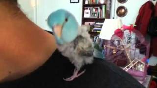 Zerby the parrotlet making laser sounds [upl. by Elvis199]