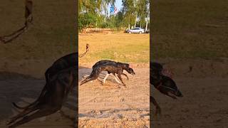 greyhound Race  Dog Race dog shorts viralvideo animals [upl. by Birch]