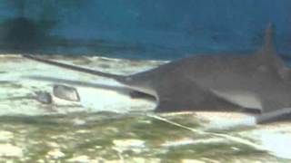 The function of the sawfishs saw Movie S1 [upl. by Lister605]