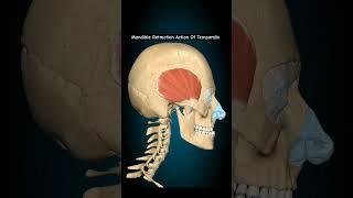 Mandible Retraction Action Of Temporalis humananatomy humanbody humananatomyandphysiology [upl. by Tnomad]