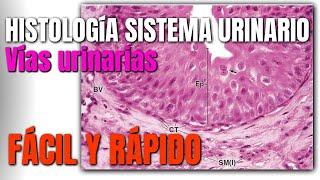 Histología del Sistema Urinario FÁCIL Y RÁPIDO [upl. by Bezanson304]