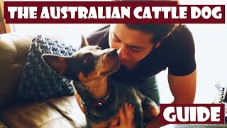 The definitive Introduction to the Australian Cattle Dog 101 heeler [upl. by Lengel]