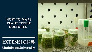 How to Make Plant Tissue Cultures [upl. by Nancey]