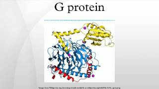 G protein [upl. by Drof]