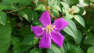 rudraglorybushplant heterotisrotundifoliaspanishshawl pinklady rockrose melastomataceae [upl. by Keyes351]