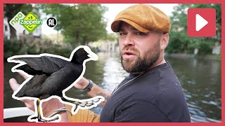 DE MEERKOET BOUWT EEN HEEL BIJZONDER NEST 😮  Beestenbrigade Stadsdieren  NPO Zappelin [upl. by Mikes]