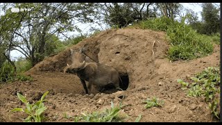 DOCUMENTÁRIO NATUREZA E VIDA SELVAGEM  Companheiros da Savana Africana  RTP1 [upl. by Nyrac]