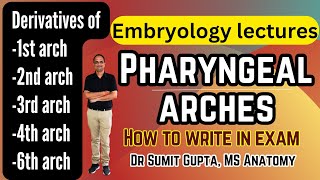 Pharyngeal arches derivatives  Embryology [upl. by Neelac]