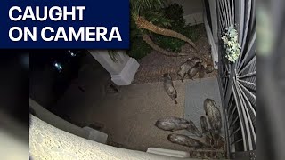 Camera captures javelina squadron outside Phoenix home [upl. by Dane]