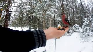 Pine Grosbeak [upl. by Riebling]