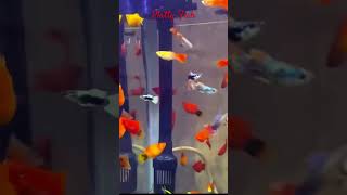 MMA Shorts  Platy Fish  Platies Fish Se26Th6p platy platies platyfish fish [upl. by Sallee]