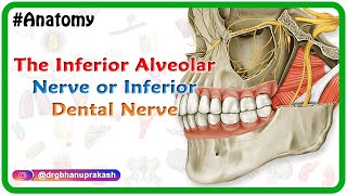 Inferior alveolar nerve or inferior dental nerve animation  Anatomy of Head and neck [upl. by Derej502]