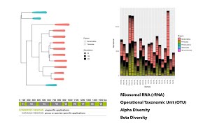 DADA2 and Phyloseq to analyze and visualize 16s rRNA Amplicon Metagenomic Sequencing Data [upl. by Alleinnad]