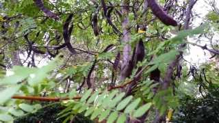 Gleditsia Triacanthos Sunburst Yellow Honey Locust seed pods  Golden Gleditsia HD 04 [upl. by Atile432]